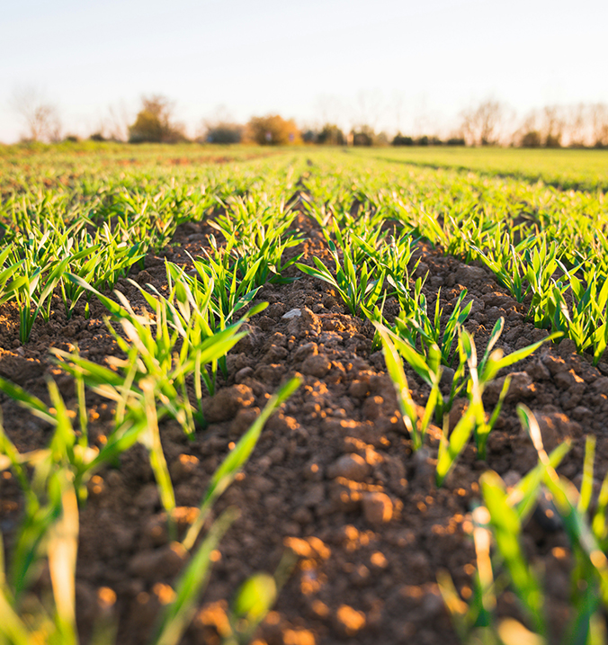 Landwirtschaftliches Feld mit Reihen von jungen, grünen Pflanzen, die aus der Erde sprießen